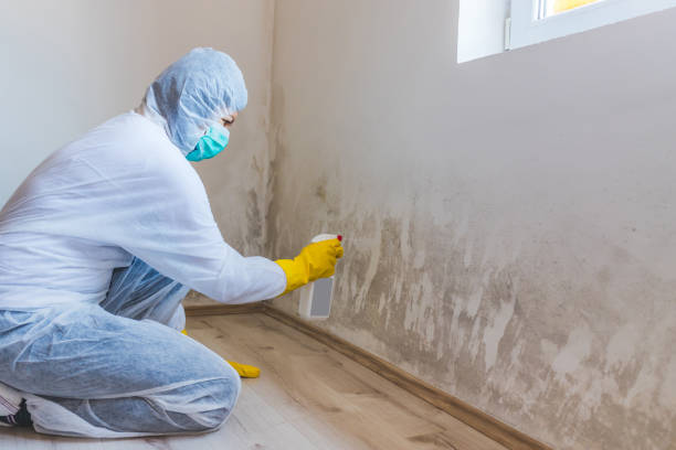 Licensed Mold Removal service in Allentown, NJ - Car Mold Remediation